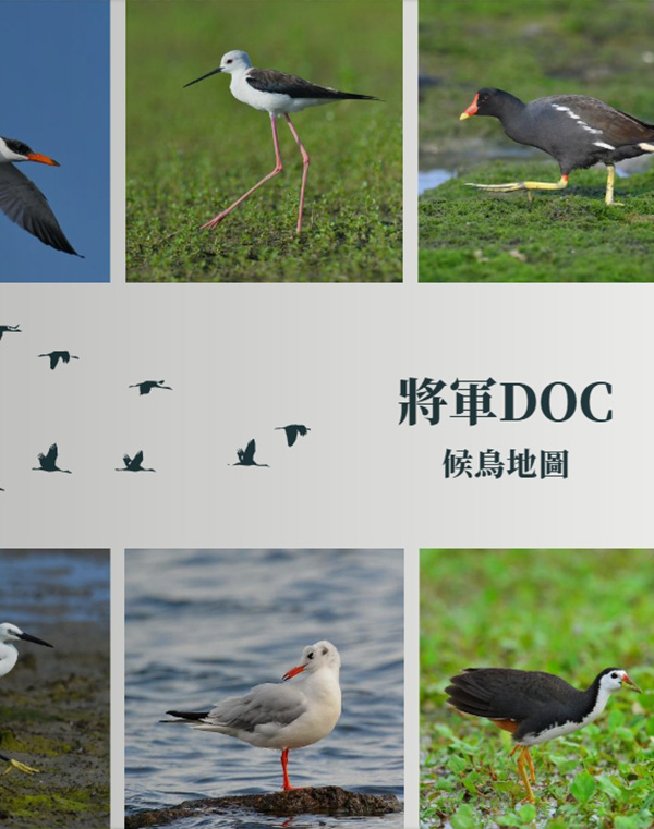 將軍候鳥生態(&nbsp;)